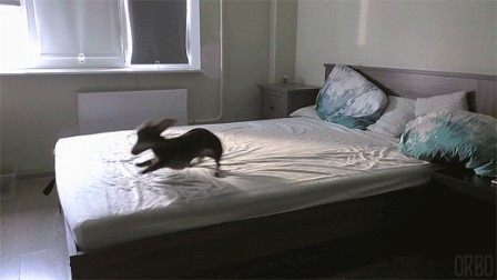 orbo-gifs chien au lit.gif
