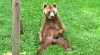 ours_gratteur.gif