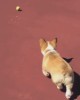 out_chien_tennis.gif
