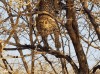 par ma cacahuète.gif