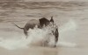 petit éléphant trace ta route.gif