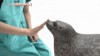 phoque travailler la souplesse du cou.gif
