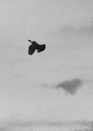 pigeon_sur_place.gif