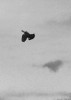 pigeon_sur_place.gif