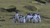 pingouin_forces_speciales.gif