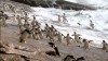 pingouin le reflux.gif