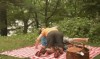 pique nique sous surveillance.gif