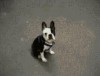 pokemon_go_pour_les_chiens.gif