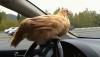 poule_au_volant.gif