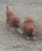 poule_duo.gif