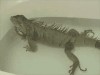 reptilien_qui_pete_dans_son_bain.gif
