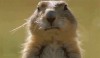 rongeur_chewing_gum.gif
