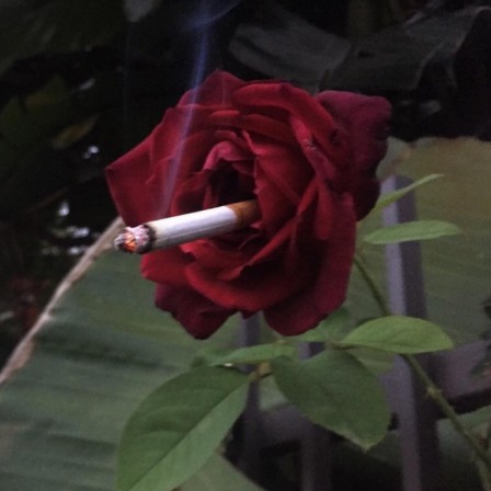 rose_fume.jpg