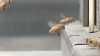 securite_routiere_regles_de_circulation_abeille.gif