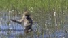 singe méfiance.gif