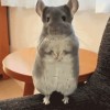 souris hello bonjour.gif