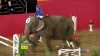 sport_equestre_concours_de_saut_d_obstacle.gif