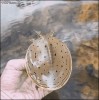 tortue turbo.gif