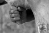 traite vache pis lait.gif