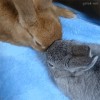trois lapins.gif