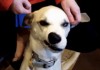 truffe_chien.gif