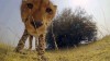 truffe vous êtes là.gif