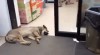 un peu de repos chien.gif