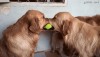 une balle trois chiens.gif
