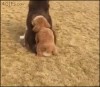 une vie de chien.gif