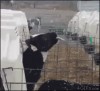 vache_neige.gif