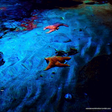 wonderworldmotion étoiles de mer.gif