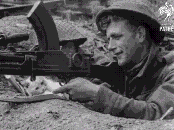 Histoire le rôle méconnu des chats dans la fin de la guerre.gif