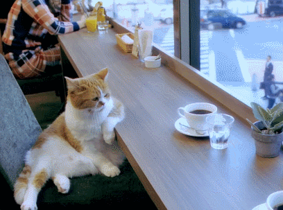 chat_breve_de_comptoir_on_se_fait_chier_le_cafe_du_matin_bonjour.gif