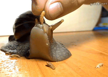 escargot bon appétit un ver ça va trois vers bonjour les dégats.gif
