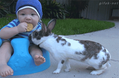 lapin_biscuit.gif