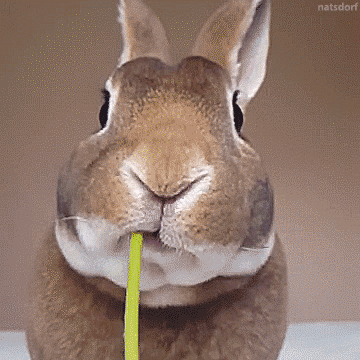 lapin_pissenlit.gif