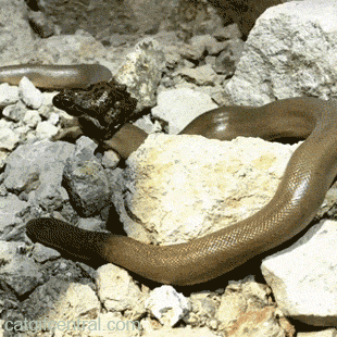 le ver et la grenouille oui ma vie c'est un manège.gif