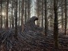 Nine Massive Waves of Deadwood Surge Across a Forest Floor Near Hamburg tempête d'arbres vagues de bois mort la forêt déchainée