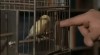 Alfred Hitchcock oiseau initiation au masochisme.gif, mars 2023
