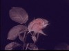 Arthur Edward Pillsbury Footage of Roses 1925