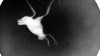 Bat chauve-souris fais comme l'oiseau bonne nuit.gif, avr. 2023