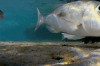 Blue Planet II BBC fish suivant next.gif, sept. 2020