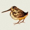 Bouncing Wewd cock oiseau souplesse des genoux.gif, avr. 2023