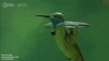 Camera drone disguised as a hummingbird to film monarch butterflies les papillons ne se méfiaent pas des colibris espions.gif, mar. 2021