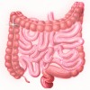 Colon irritable.gif