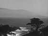 Cyprus Trees, Home Movie, si près.gif, mar. 2020