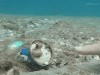 ET de la mer.gif, janv. 2020