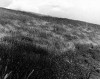 Earth Земля (1930) dir. Aleksandr Dovzhenko vent les vagues grises.gif, févr. 2023