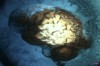 Encyclopedia Britannica Films The Human Brain, 1955 cerveau.gif, mar. 2021
