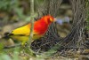 Flame bowerbird  oiseau tu as des projets pour aujourd'hui.gif, nov. 2023